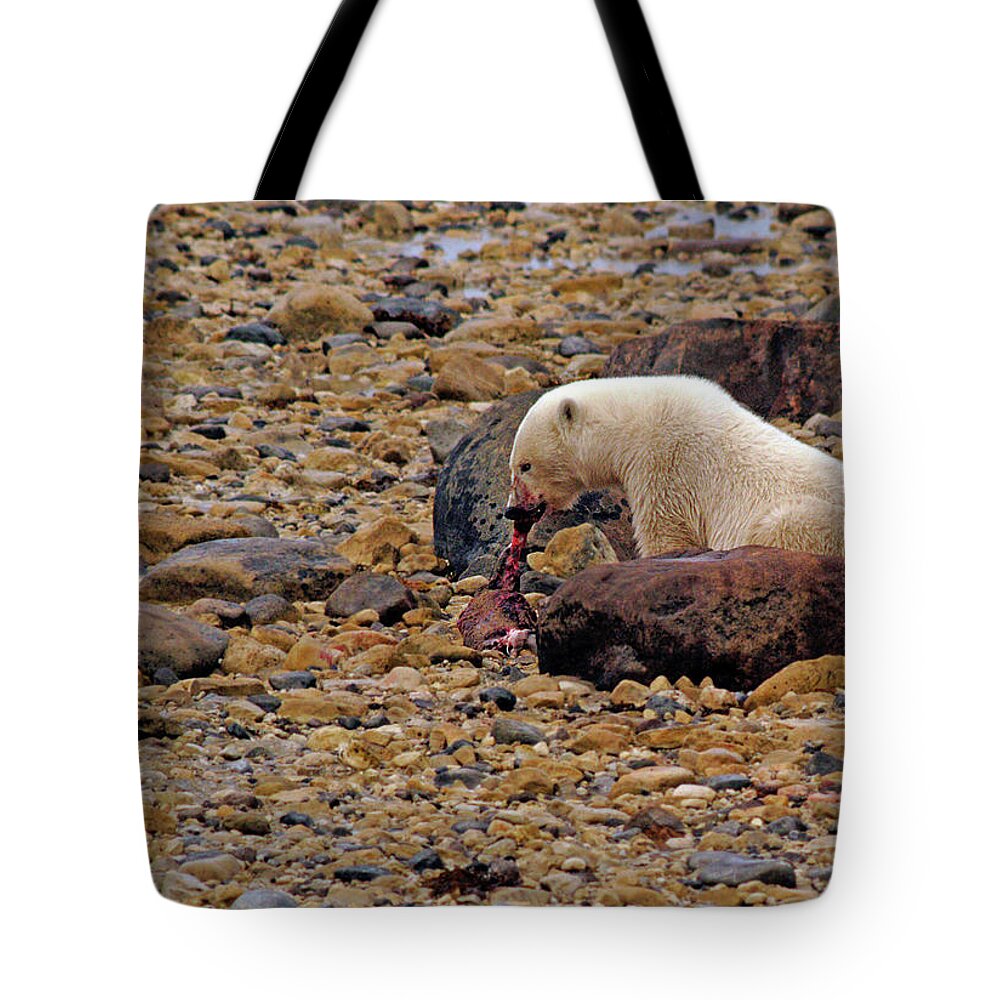 Polar Tote Bag featuring the photograph Polar Bear Eating Ringed Seal by Ted Keller