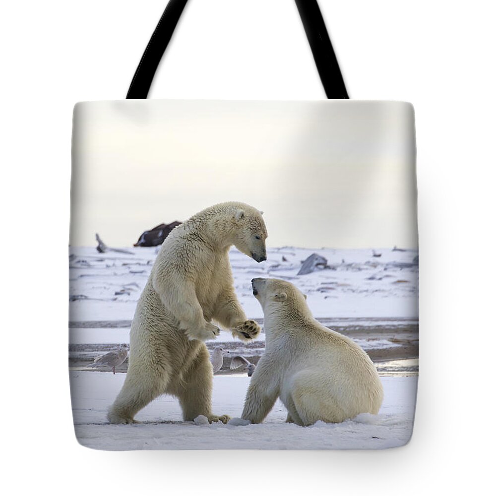 Animal Tote Bag featuring the photograph Polar Bear Play-Fighting by Cheryl Strahl