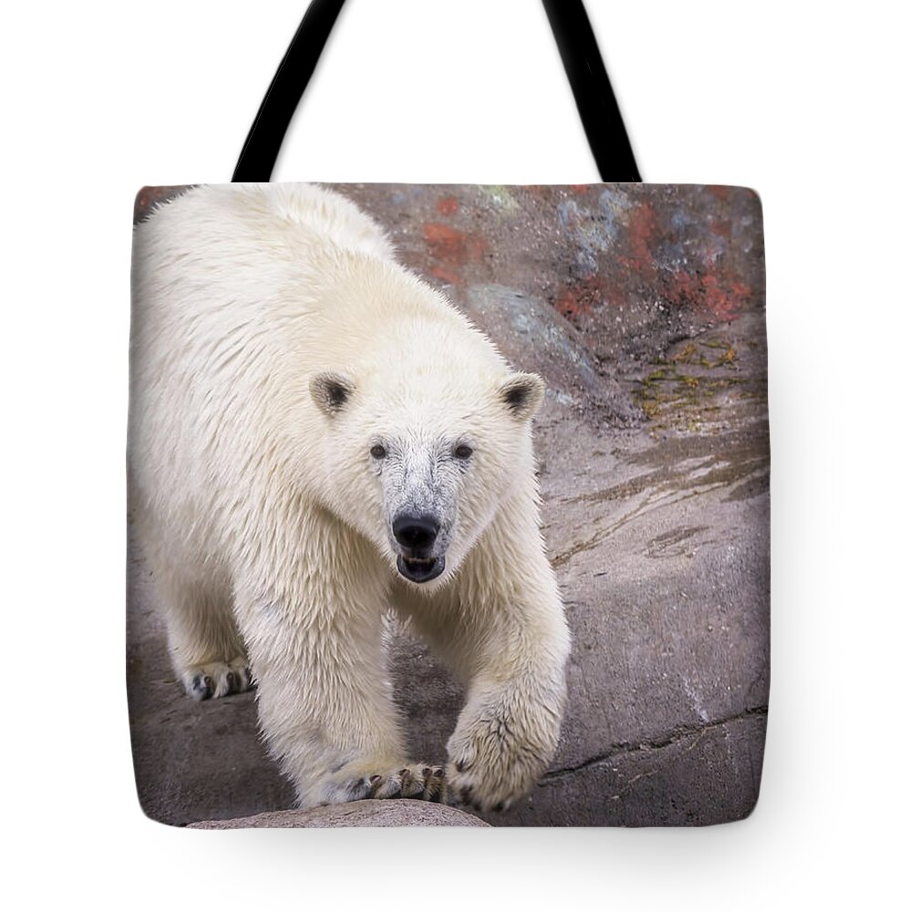 Polar Bear Tote Bag featuring the photograph Polar Bear Prowl by LeeAnn McLaneGoetz McLaneGoetzStudioLLCcom