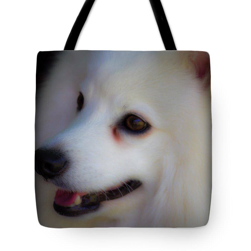 Poodle Tote Bag featuring the photograph Poodle by Jackie Russo