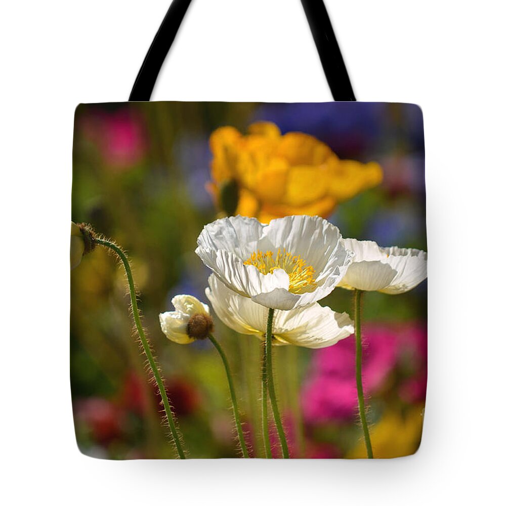 Poppies Tote Bag featuring the photograph Poppies in the Spring by Deb Halloran