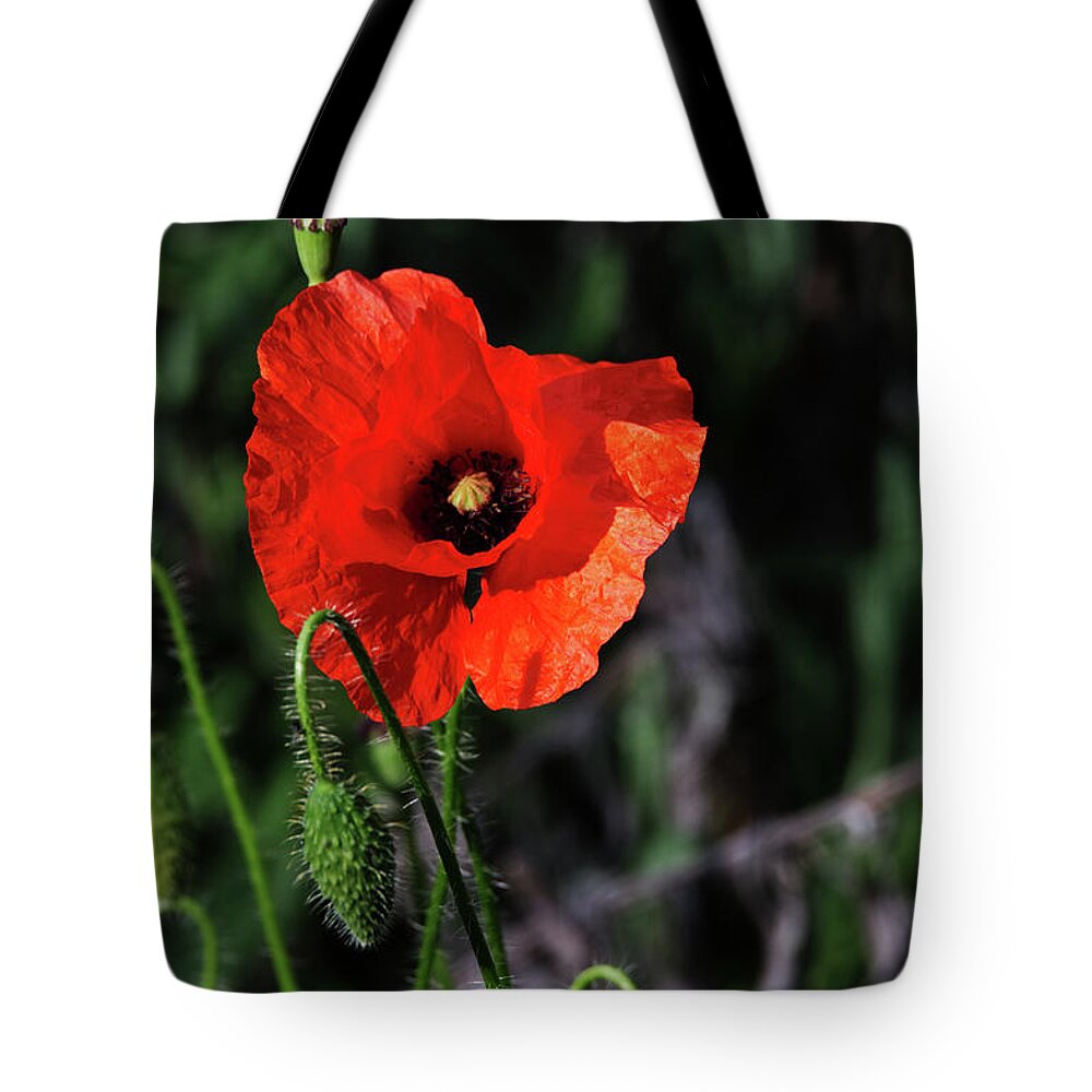 Poppy Tote Bag featuring the photograph Poppy story by Chris Day