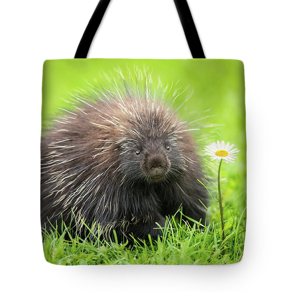 Canada Tote Bag featuring the photograph Porcupine by Tracy Munson