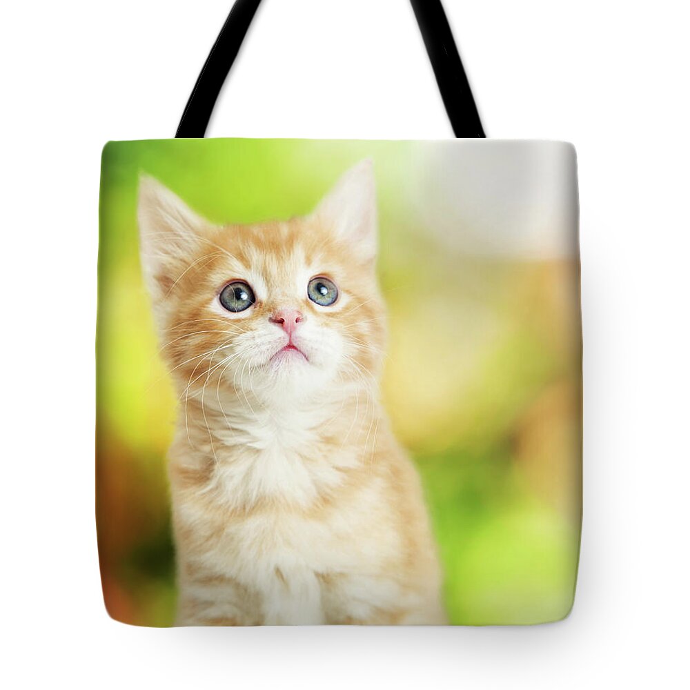 Adorable Tote Bag featuring the photograph Portrait Cute Kitten Blurred Scenic Background by Good Focused