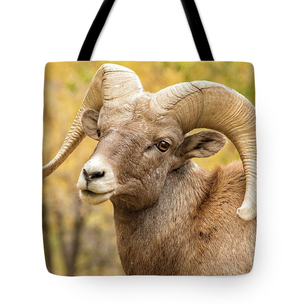 Bighorn Sheep Tote Bag featuring the photograph Portrait of a Bighorn Sheep Ram in Fall Colors by Tony Hake