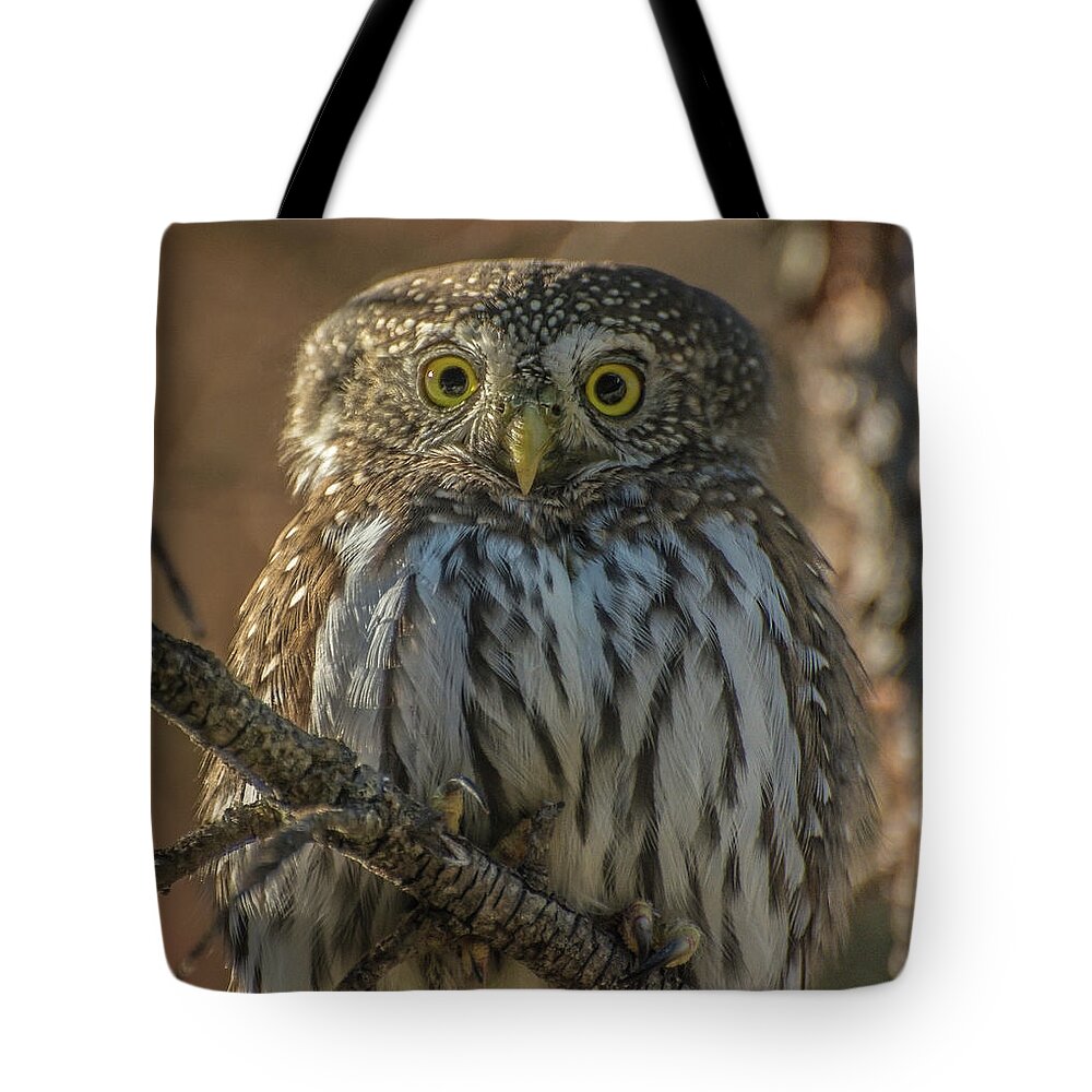 Bird Tote Bag featuring the photograph Portrait of a Northern Pygmy Owl by Constance Puttkemery