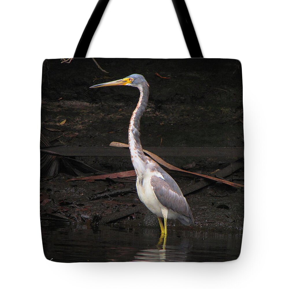 Tri-colored Heron Tote Bag featuring the photograph Portrait of a Tri-colored Heron by Barbara Bowen
