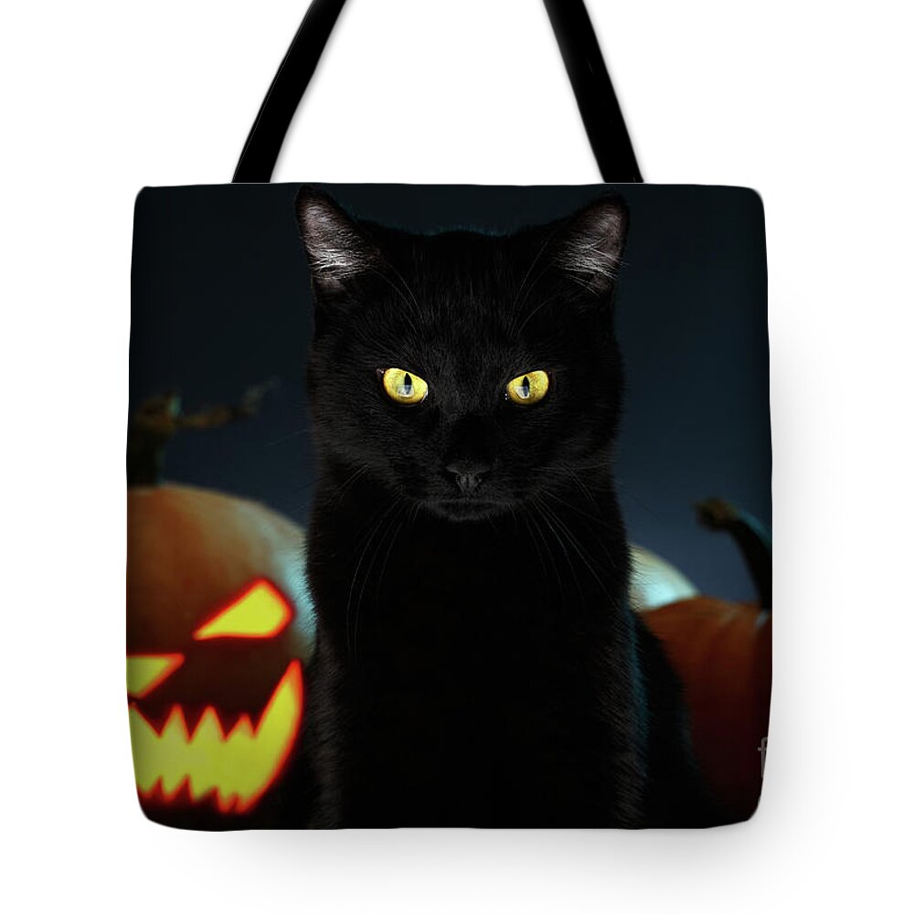 Portrait Tote Bag featuring the photograph Portrait of Black Cat with pumpkin on Halloween by Sergey Taran