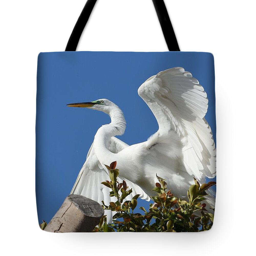 Great Egret Tote Bag featuring the photograph Pose 2 by Fraida Gutovich