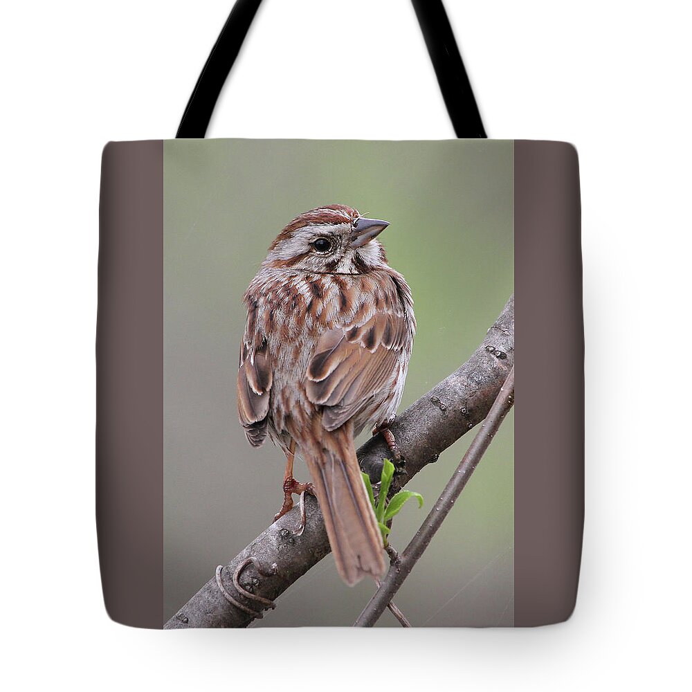 Song Sparrow Tote Bag featuring the photograph Posing by Doris Potter