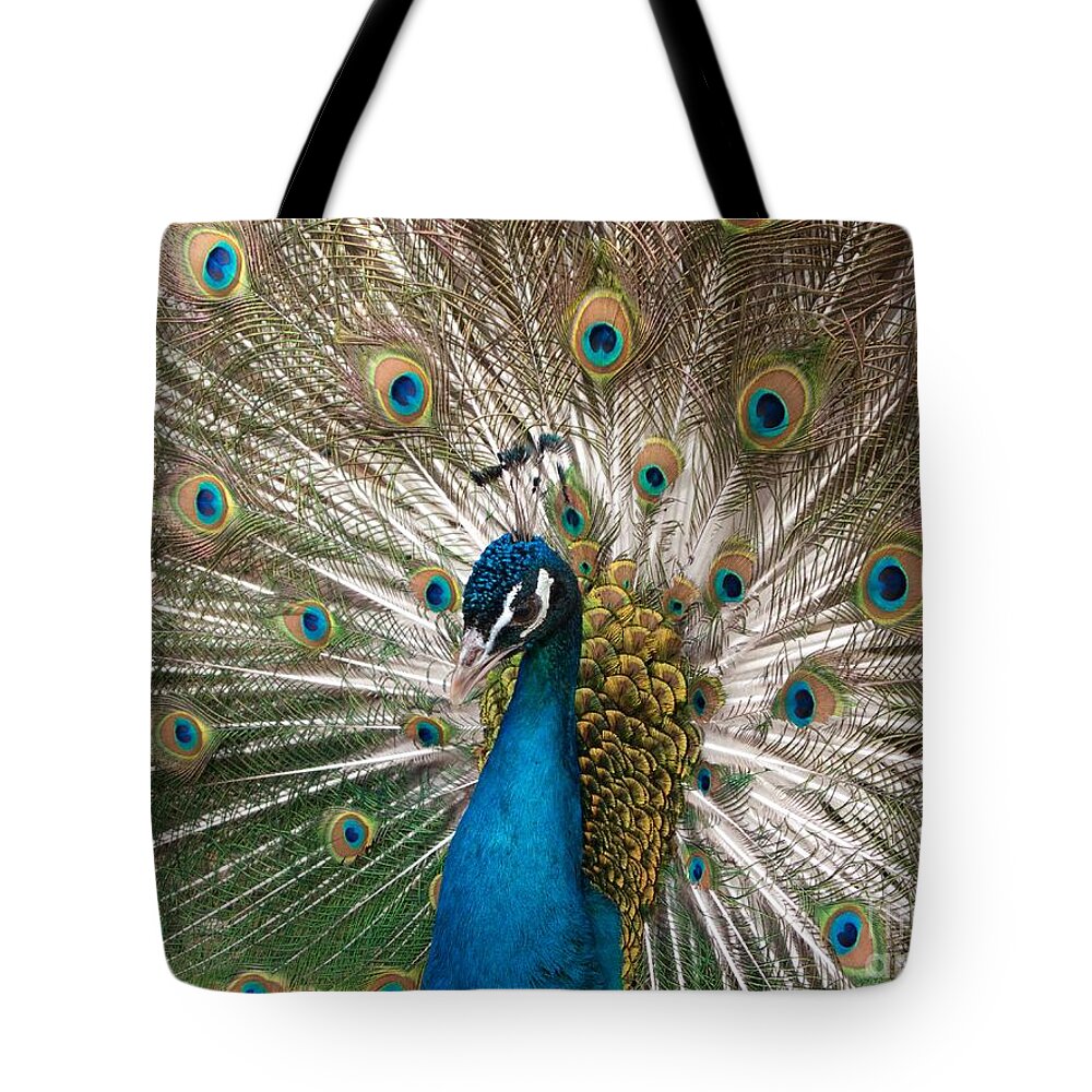 Peacock Tote Bag featuring the photograph Posing Peacock by Ann Horn