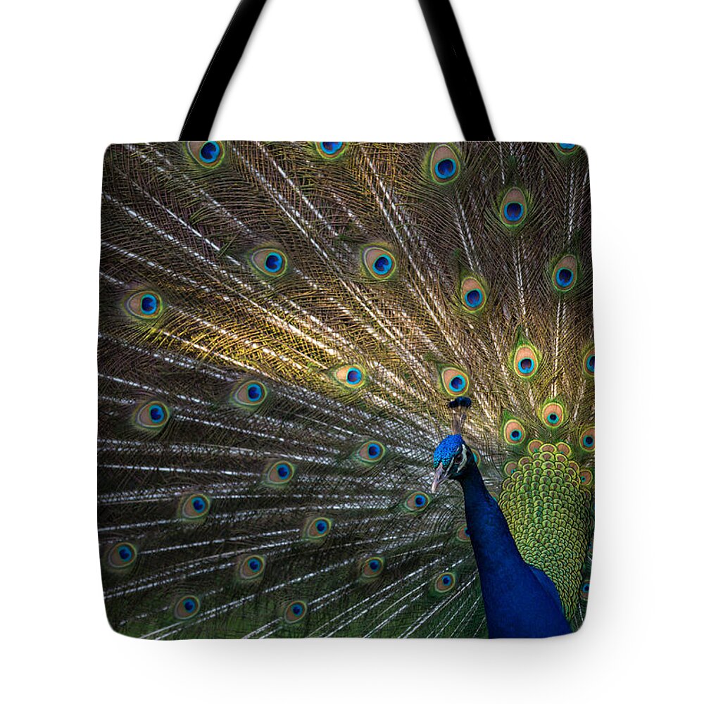 Peacock Tote Bag featuring the photograph Posing Peacock by Jim Neal
