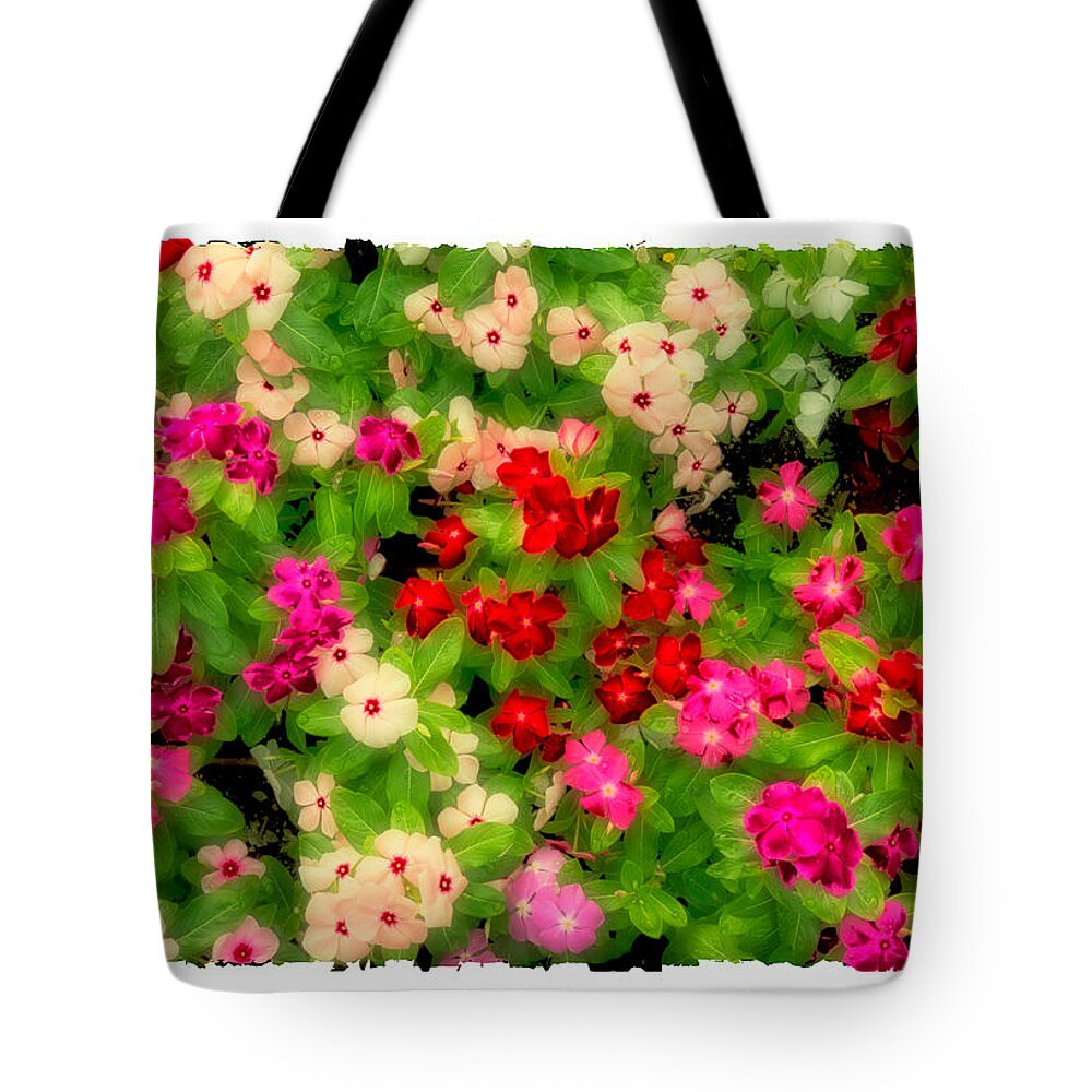 Texas Tote Bag featuring the photograph Posing Periwinkles by Joe Ownbey