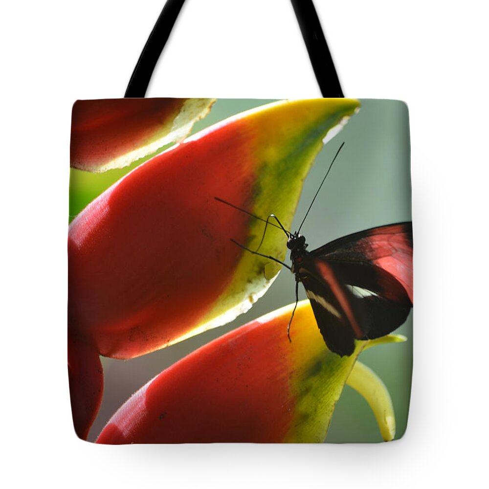 Postman Tote Bag featuring the photograph Postman Butterfly's Search by Sandi OReilly