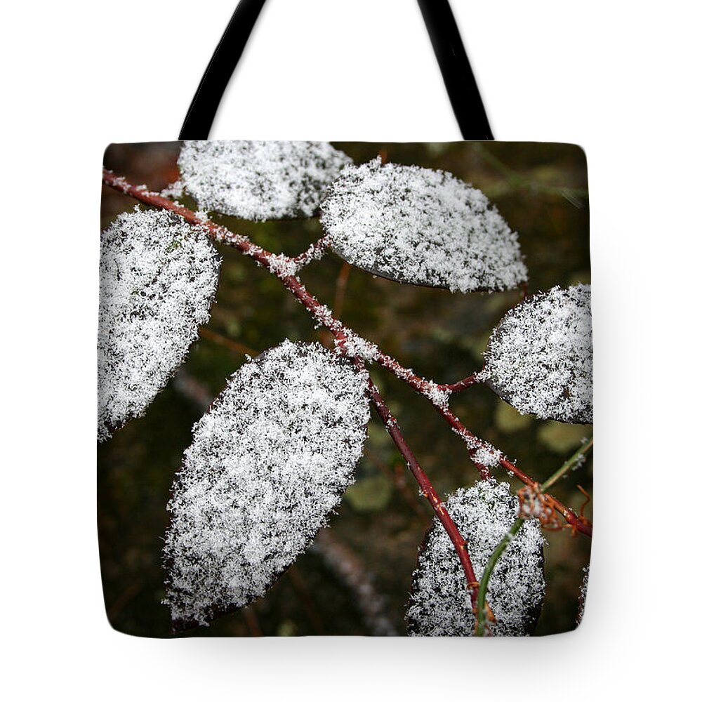 Winter Season Cold Snow Tree Branch Leaf Leaves White Green Frosted Powder Tote Bag featuring the photograph Powdered by Andrei Shliakhau