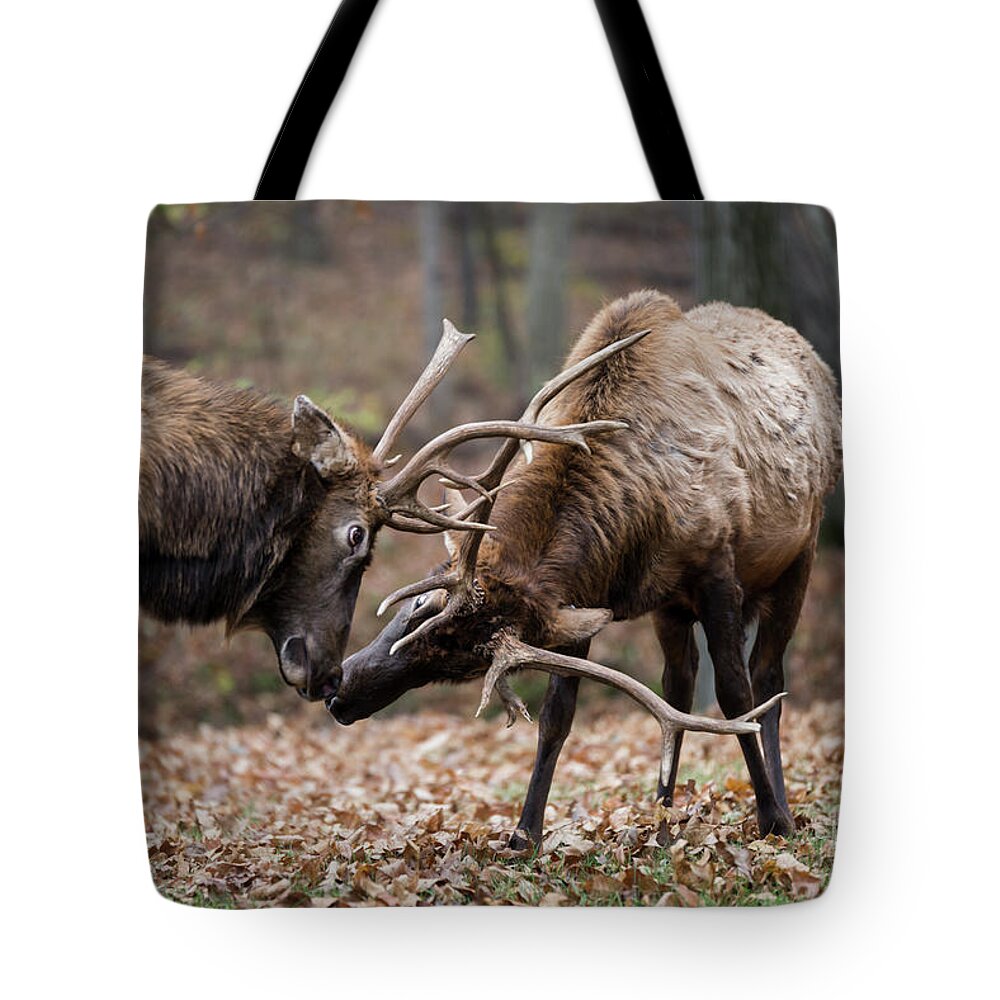Elk Tote Bag featuring the photograph Practicing by Andrea Silies