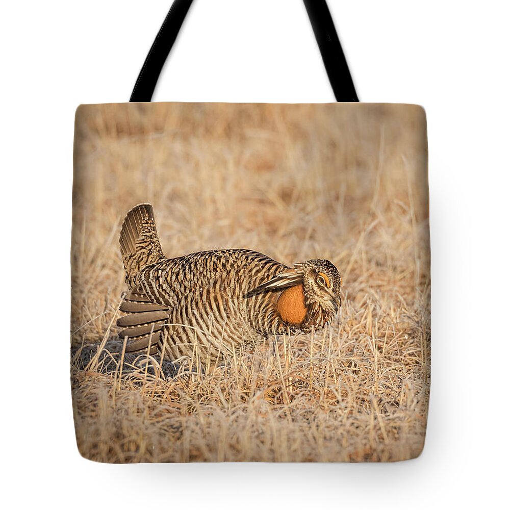 Wisconsins Prairie Chicken Tote Bag featuring the photograph Prairie Chicken 9-2015 by Thomas Young