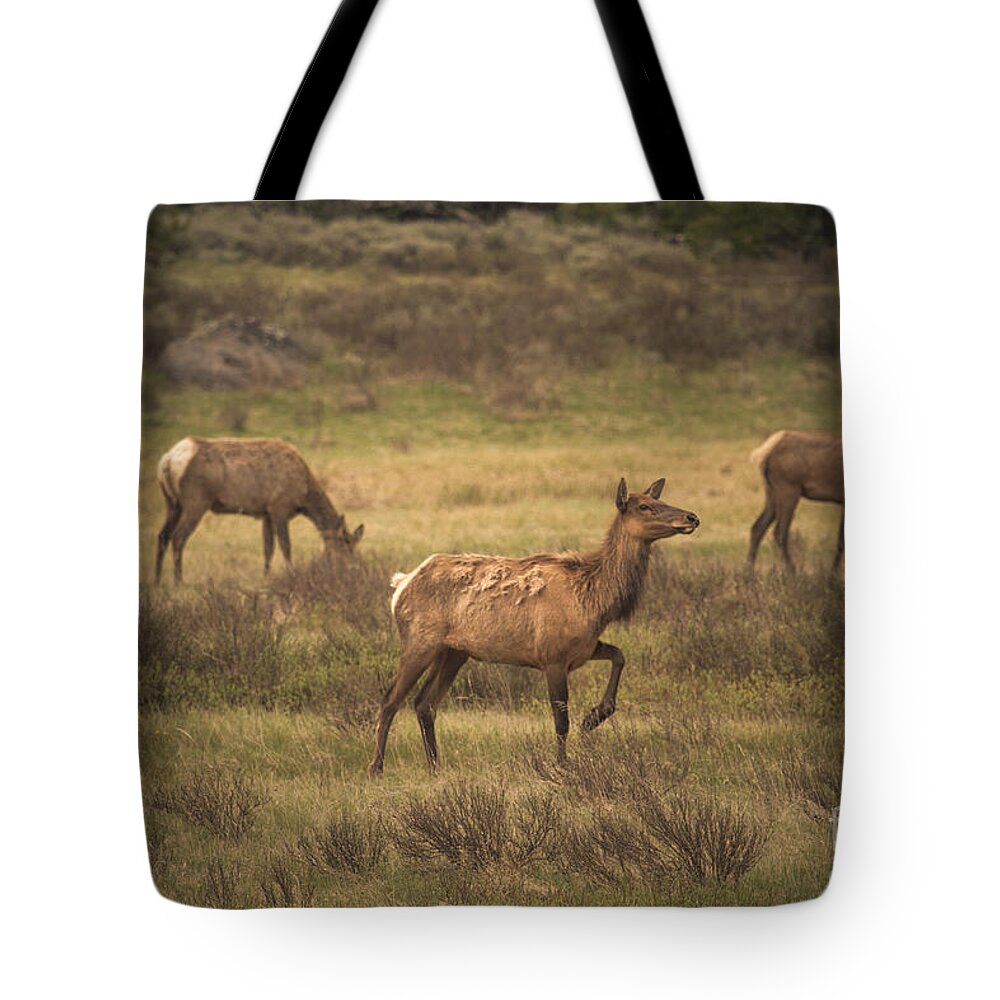 Photography Tote Bag featuring the photograph Prancing Elk by Robert Bales