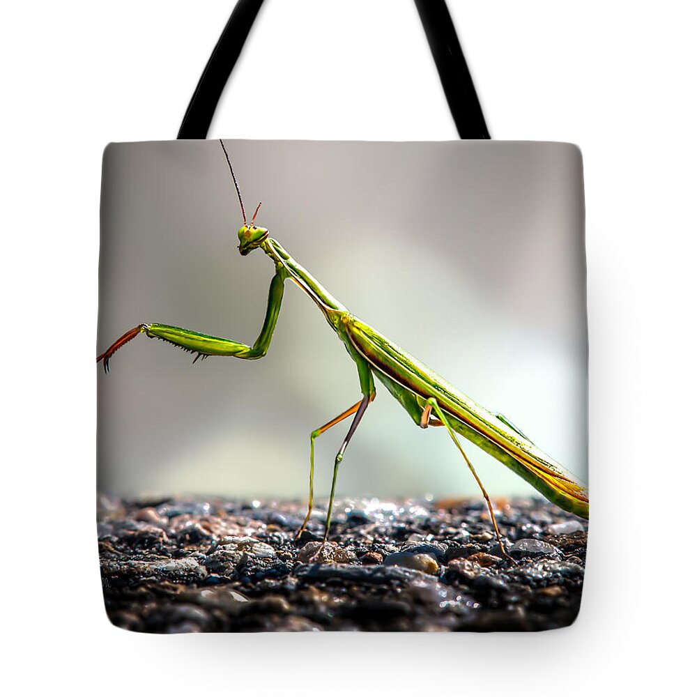 Mantis Tote Bag featuring the photograph Praying Mantis by Bob Orsillo