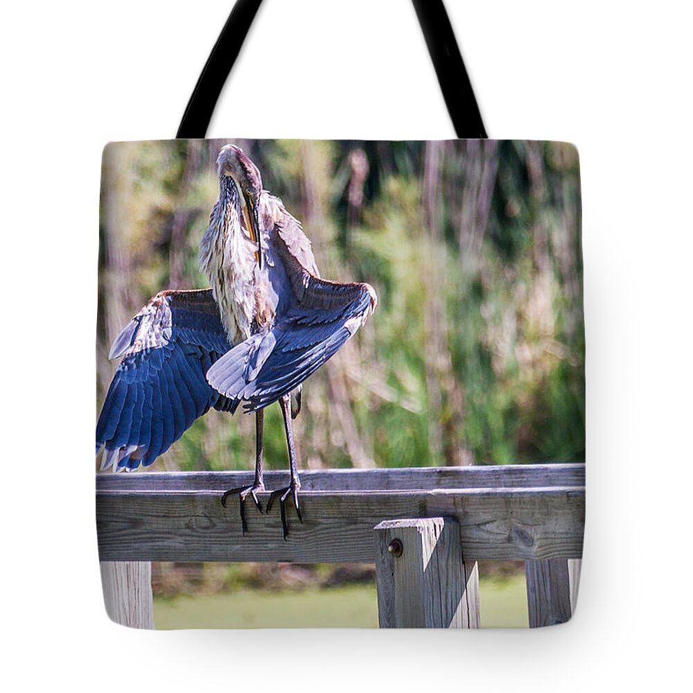 Great Blue Heron Tote Bag featuring the photograph Preening Gret Blue Heron by Ed Peterson