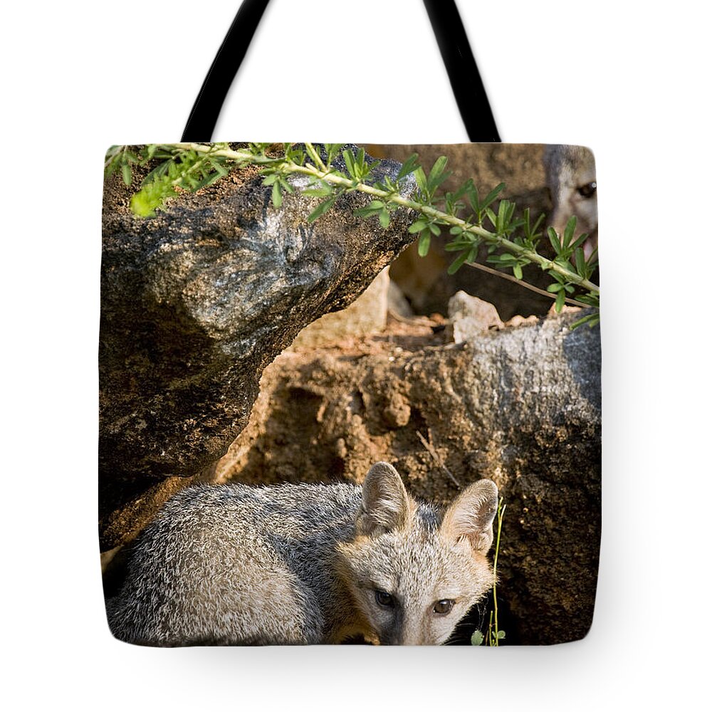 Baby Gray Fox Tote Bag featuring the photograph Preparing to Pounce by Michael Dougherty