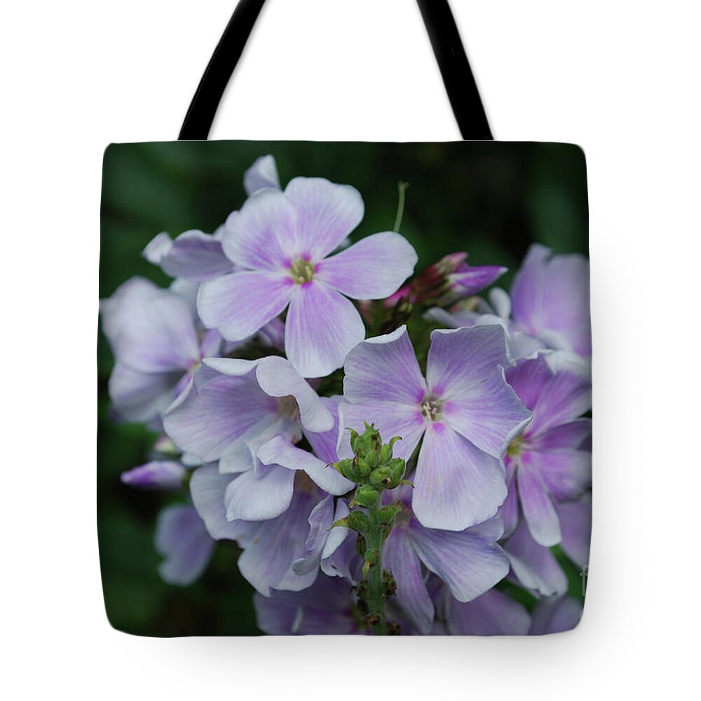 Phlox Tote Bag featuring the photograph Pretty Cluster of Blooming Pale Pink Phlox Flowers by DejaVu Designs