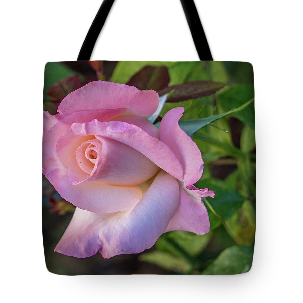 Pink Tote Bag featuring the photograph Pretty in pink by Jane Luxton