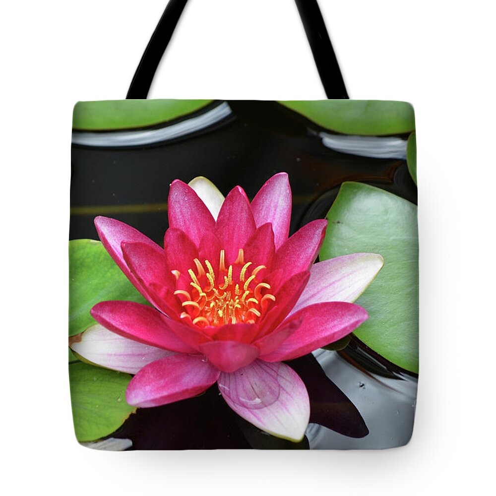 Water-lily Tote Bag featuring the photograph Pretty Red Water Lily Flowering in a Water Garden by DejaVu Designs