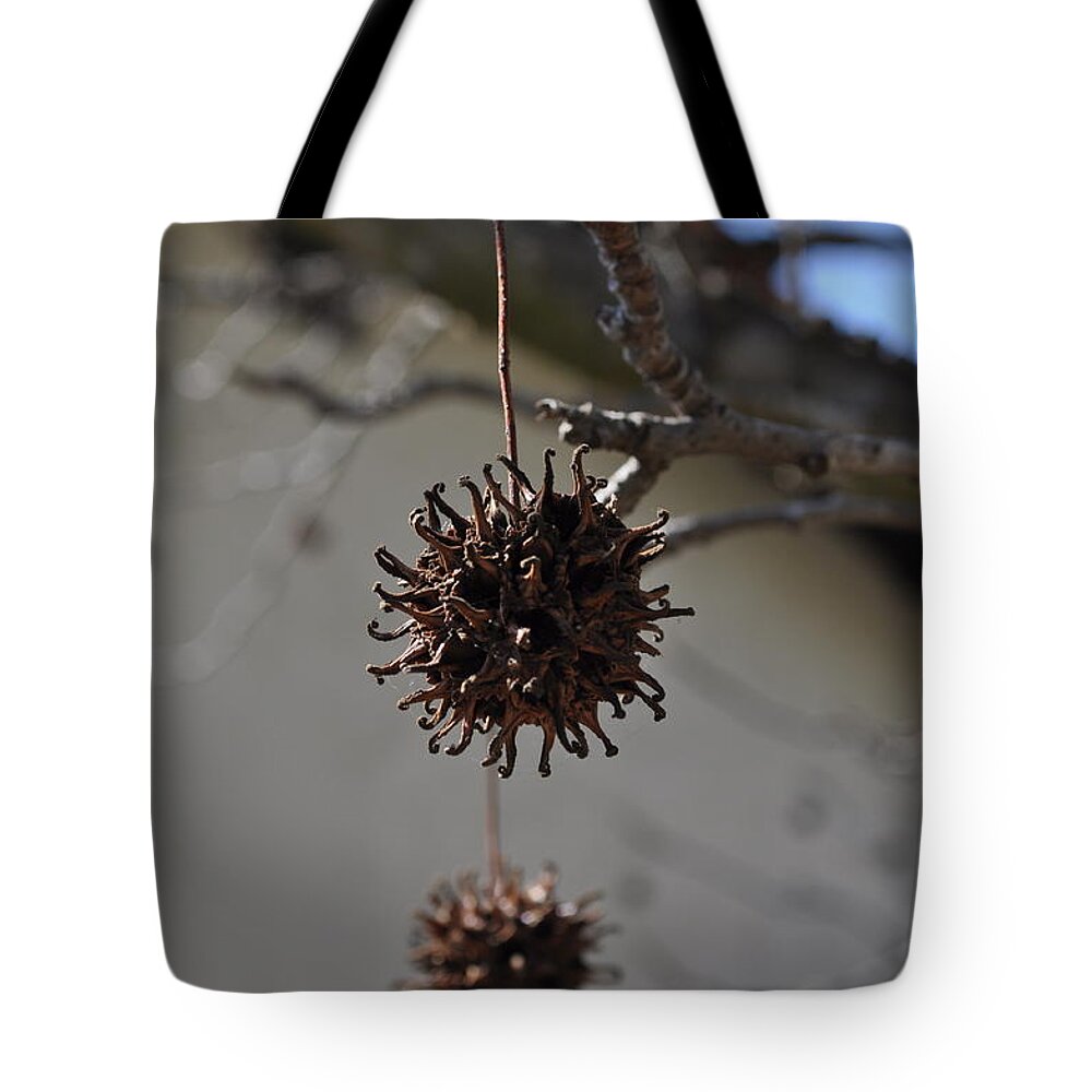 Pod Tote Bag featuring the photograph Prickly Liquidamber Pod by Bridgette Gomes