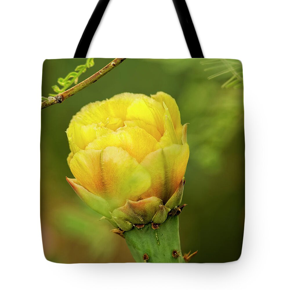 Myhaver Photography Tote Bag featuring the photograph Prickly Pear Flower v33 by Mark Myhaver