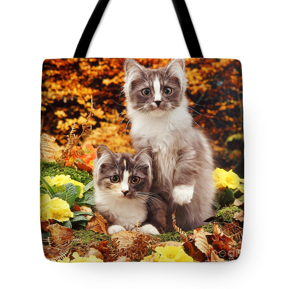 Kittens Tote Bag featuring the photograph Primrose Pair by Warren Photographic