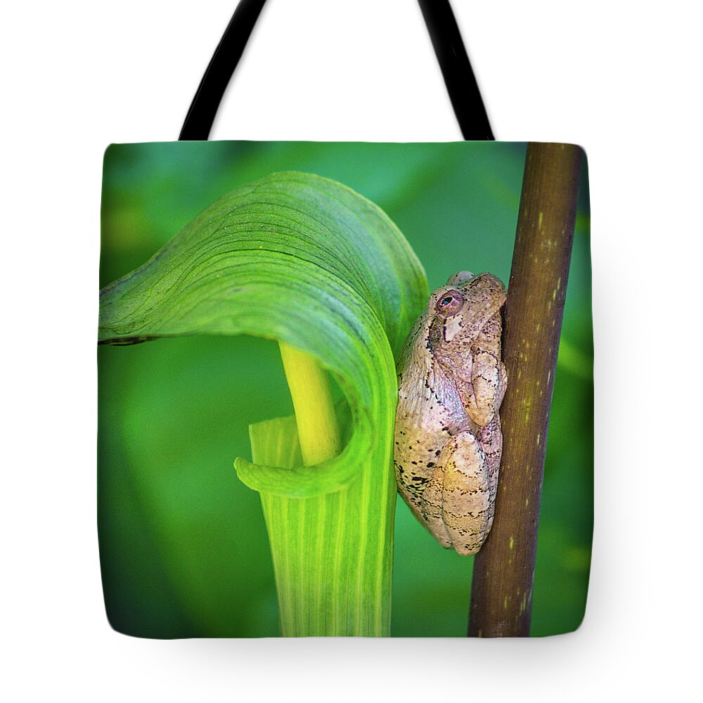 Bill Pevlor Tote Bag featuring the photograph Prince of the Pulpit by Bill Pevlor