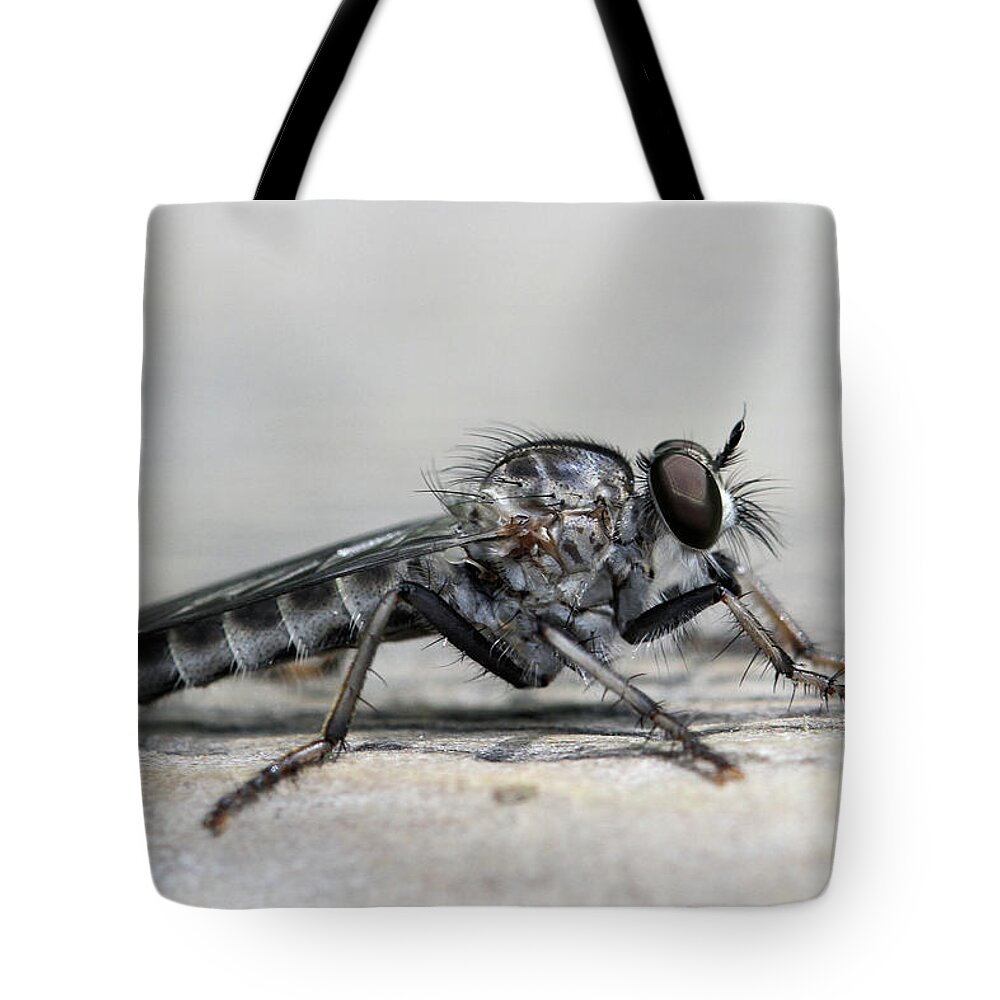 Robber Fly Tote Bag featuring the photograph Profile of a Robber Fly by Doris Potter