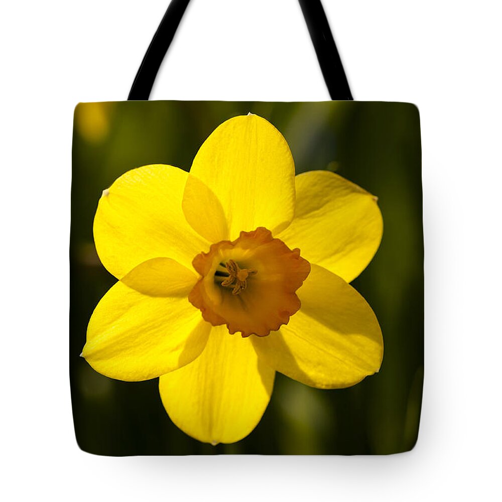  Tote Bag featuring the photograph Projecting the Sun by Dan Hefle