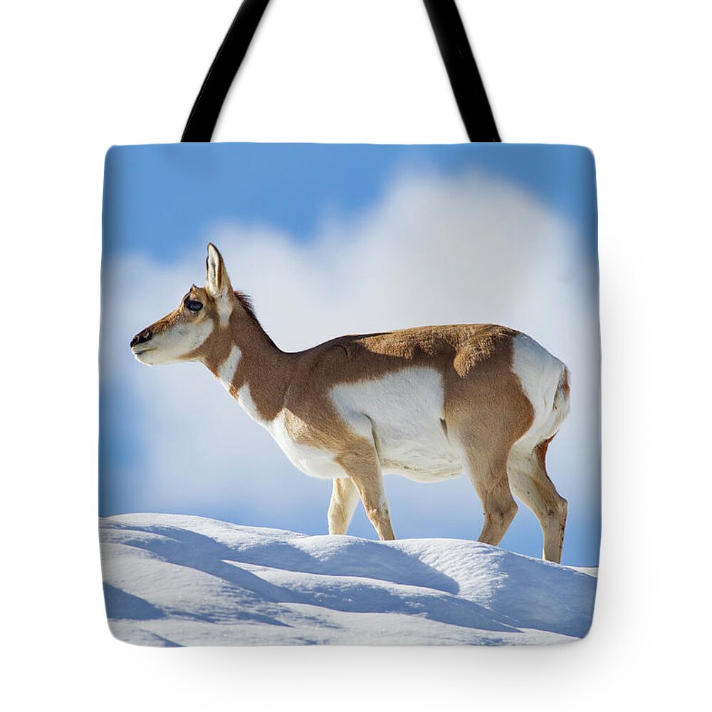 Mark Miller Photos Tote Bag featuring the photograph Pronghorn Doe on Snowy Ridge by Mark Miller