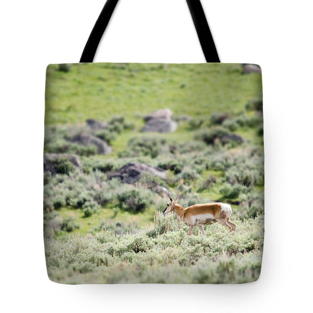 Pronghorn Tote Bag featuring the photograph Pronghorn in Yellowstone by Crystal Wightman