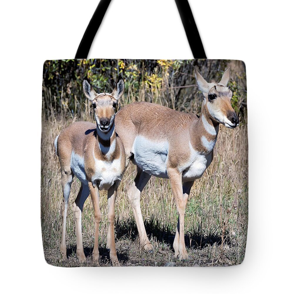 Pronghorn Tote Bag featuring the photograph Pronghorn Pair by Kathleen Bishop