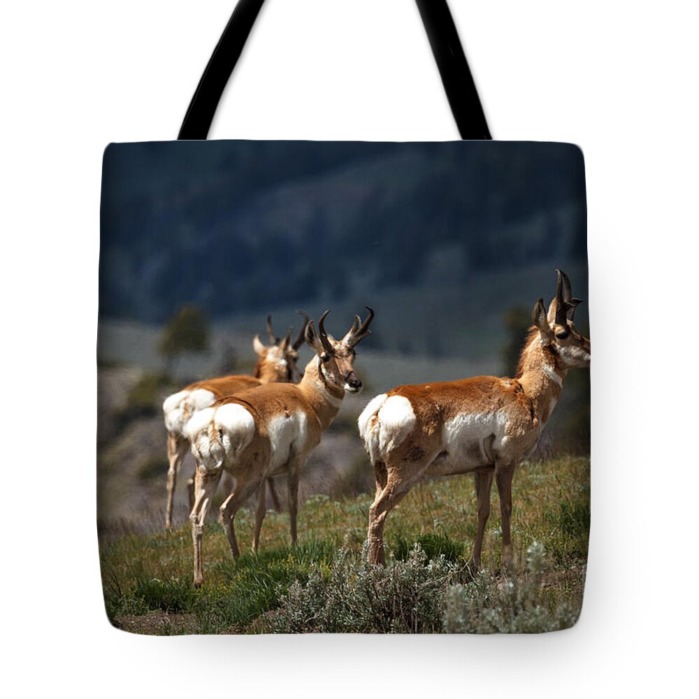 Pronghorn Tote Bag featuring the photograph Pronghorns by Robert Bales