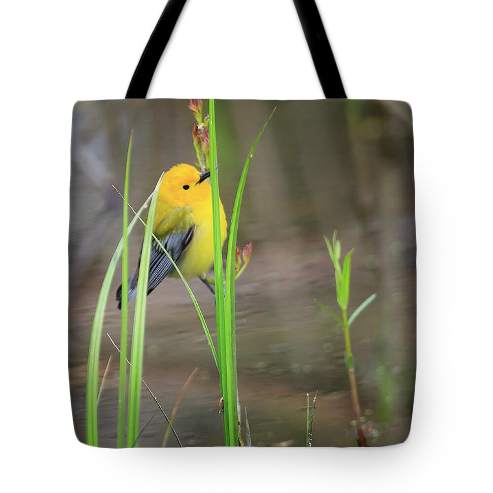 Canada Tote Bag featuring the photograph Prothonotary Warbler 5 by Gary Hall