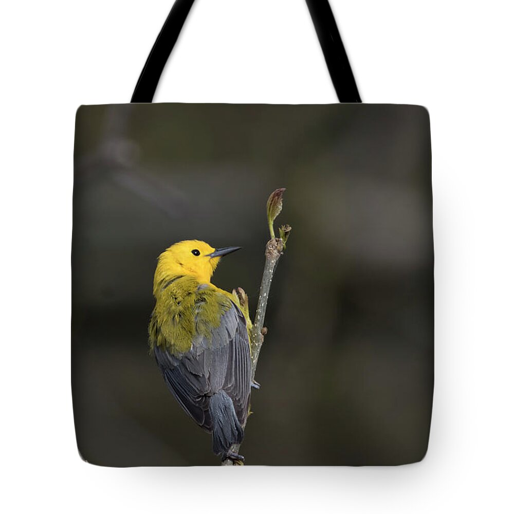 Canada Tote Bag featuring the photograph Prothonotary Warbler 6 by Gary Hall