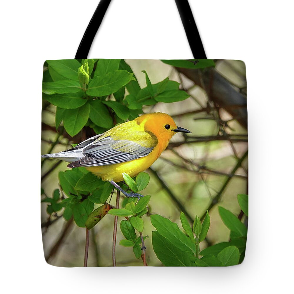 Prothonotary Warbler Tote Bag featuring the photograph Prothonotary Warbler by Jack Nevitt