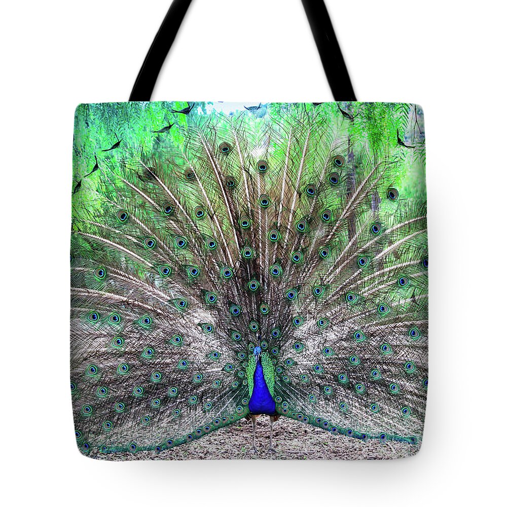Peacock Tote Bag featuring the photograph Proud by Alison Frank