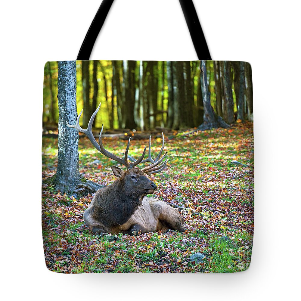 Nina Stavlund Tote Bag featuring the photograph Proud Buck.. by Nina Stavlund
