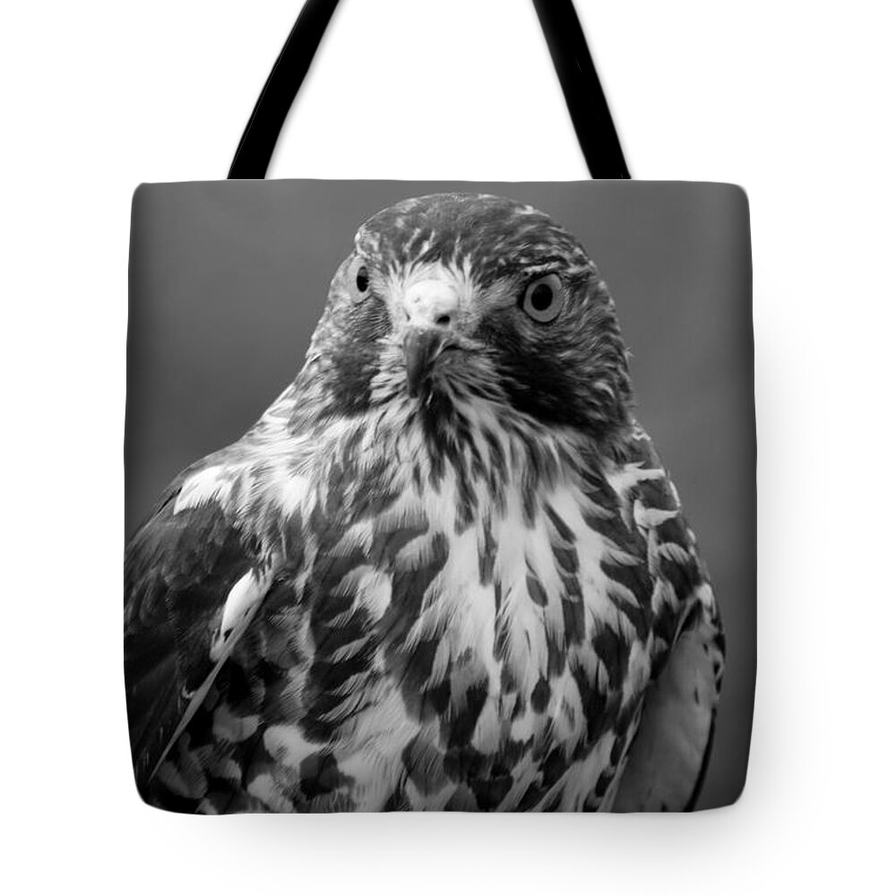 Hawk Tote Bag featuring the photograph Proud Hawk by Richard Bryce and Family