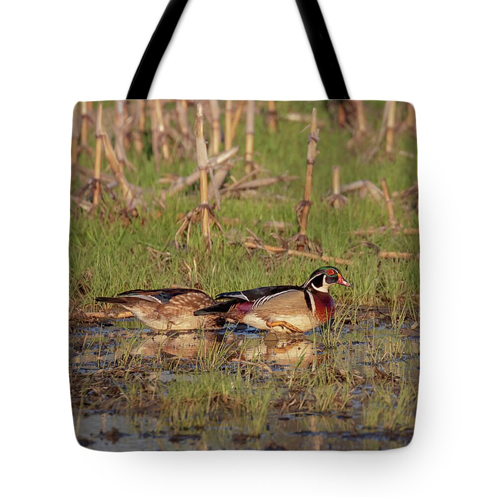 Wood Duck Tote Bag featuring the photograph Puddle Jumping by Susan Rissi Tregoning