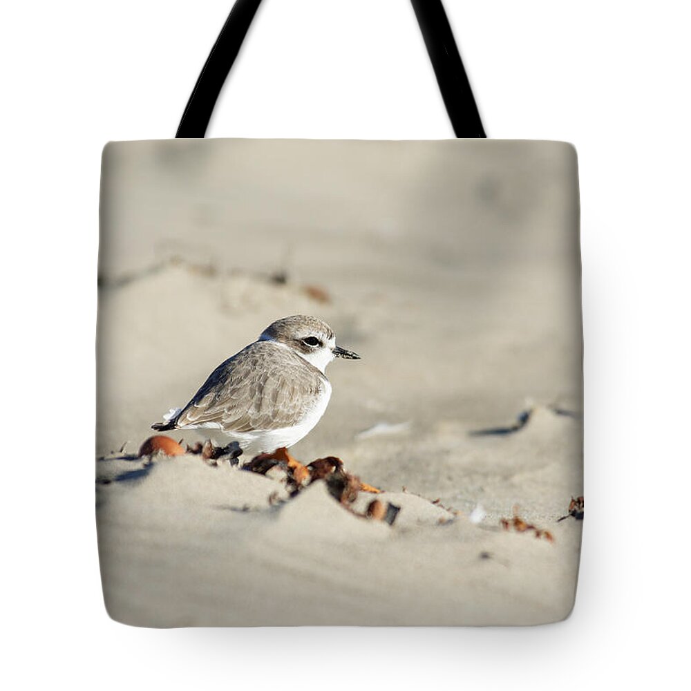Puff Ball Tote Bag featuring the photograph Puff Ball -- Western Snowy Plover at Morro Strand State Beach, Morro Bay, California by Darin Volpe
