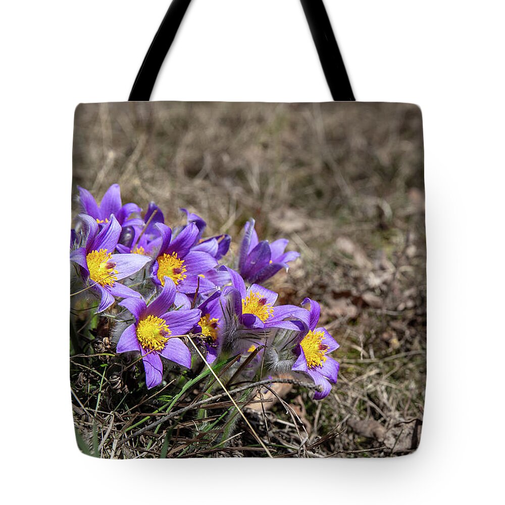 Nature Tote Bag featuring the photograph Pulsatilla by Andreas Levi