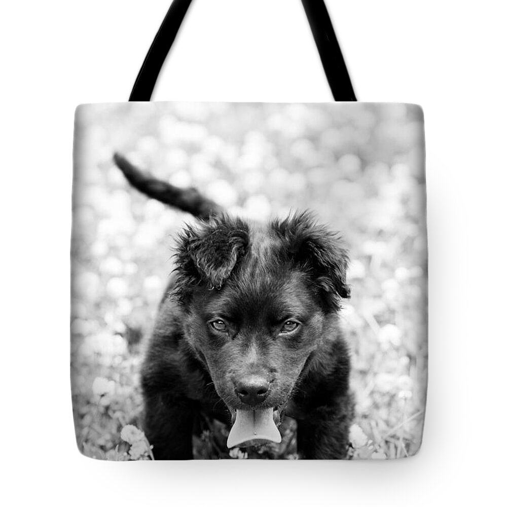 Dog Tote Bag featuring the photograph Puppy Play by Metaphor Photo
