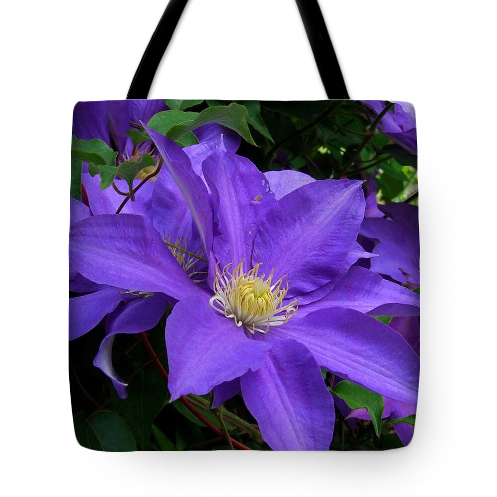 Clematis Tote Bag featuring the photograph Purple Clematis by Michiale Schneider
