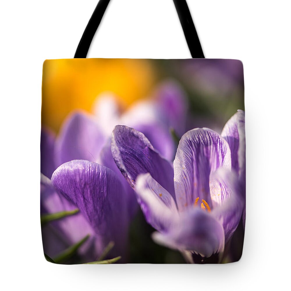 Spring Tote Bag featuring the photograph Purple Crocus by Matt Malloy